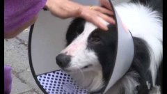 重庆有“狗贩子”路边拐狗 再低价卖出