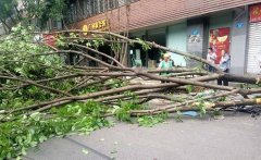 重庆两棵行道树倒了砸了一辆车 把市政人员忙坏了