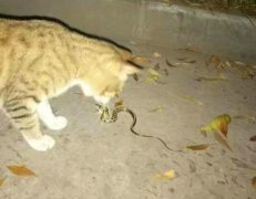 重庆一男子巧遇“猫蛇斗” 画面对比太搞笑