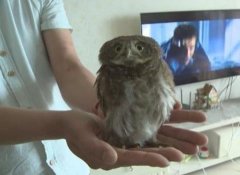 重庆一居民家中飞进猫头鹰  呆萌惹人爱