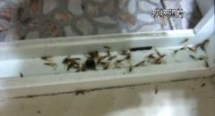 小区住宅楼惊现大量白蚁