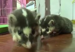 重庆一学校内发现两只鼬獾幼崽