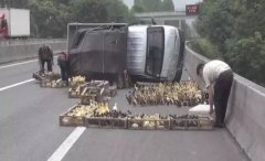 货车高速路上发生侧翻  一群小家伙趁机“越狱”