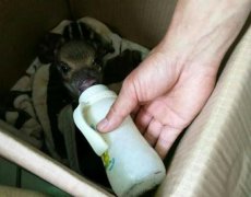 小野猪被救后成跟屁虫