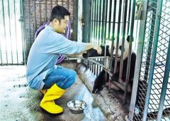  重庆现熊猫“奶爸”