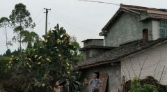 潼南惊现“仙人掌王” 树高四米花开数百朵