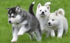 重庆一女子买到犬瘟狗 蹲守三天找到卖狗者