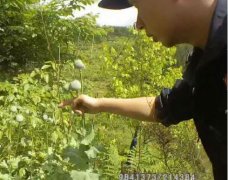 听信偏方老人误种罂粟 面对查处竟不知是违法
