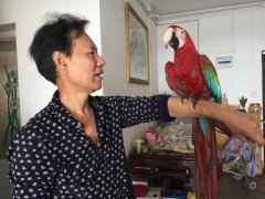 大叔正在干农活 一只金刚鹦鹉落在肩头不肯走