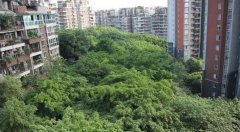 重庆一小区被树包围 枝繁叶茂风景独特