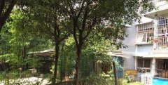  业主在小区里养蜜蜂 小孩被蛰得满头包
