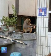 重庆一地惊现“齐天大圣” 居民直呼：好可爱