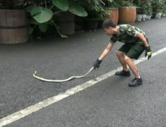吓人！6楼居民家中突现大蛇