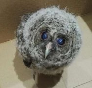 重庆雨水“打”到了一只猫头鹰 蜷缩在地飞不起来