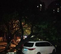 雨天把车停树下 后果很严重