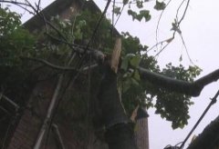重庆一居民楼被大树“爆头” 房顶开了大窟窿