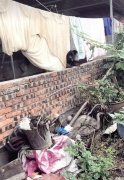 邻居养了6条狗 居民过上过下很害怕