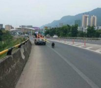 藏獒跑到高速路上来了 过往车纷纷避让
