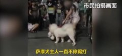 萨摩犬咬死泰迪 任人踢打就不松口