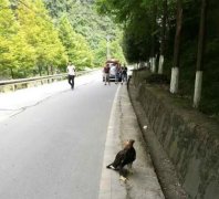 “金雕”掉落重庆公路   系国家一级保护动物