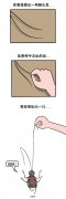 北方人来到重庆：蟑螂竟然能飞