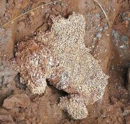 男子地下深挖2米找白蚁巢穴 将蚁王、蚁后剿灭