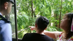 重庆一小区绿化树滋生蚊虫 女业主：砍了