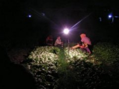 男子酒后摔倒在菜地 非要主人道歉才肯离开