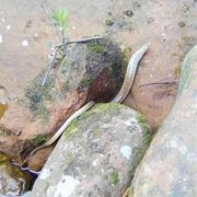 重庆一森林现奇特生物  长得像蛇又像黄鳝