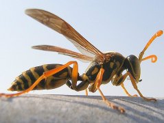 三人接连被马蜂蛰 蛰到被送往医院抢救