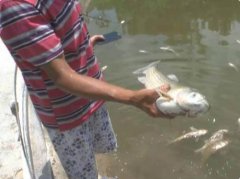 残疾夫妻的鱼塘收入泡汤  一千多斤鱼死亡