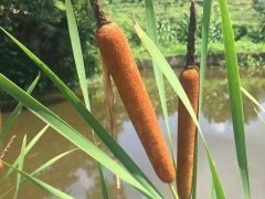 重庆现奇特植物：长得像火腿肠