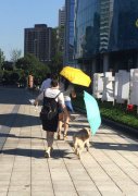 暖心！狗主人街上给孕狗打伞