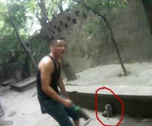 小区飞进一只猫头鹰不走了  原是受了伤