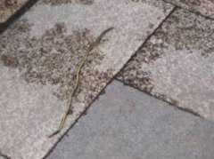 男子街头遇奇怪生物  形状似小蛇