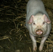 家猪不吃不喝20多天  肚子却涨了