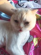 重庆有只猫咪卖萌吐舌似小孩 表情萌炸