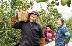 “重庆宝贝”上央视 货车排到了村口