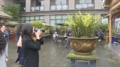 这株价值400万的兰花亮相南山